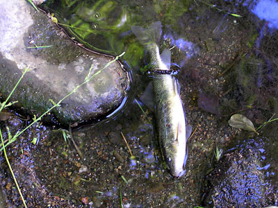 Fish Kill, Strawberry Creek