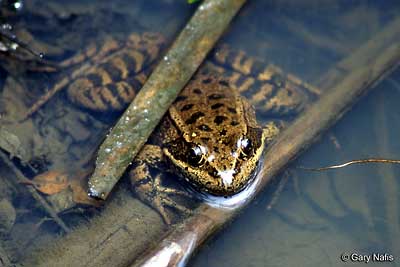 Rana draytonii - California Red-legged Frog